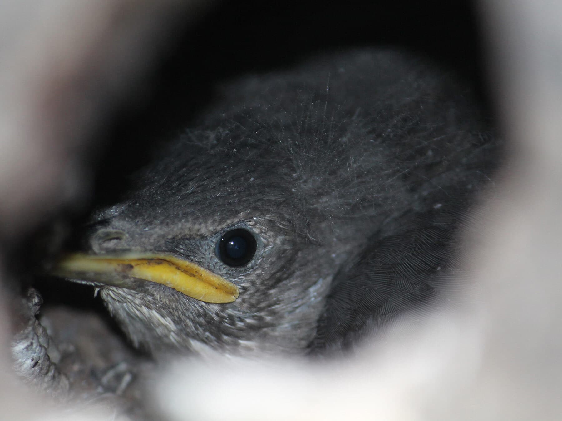 Starling nestling