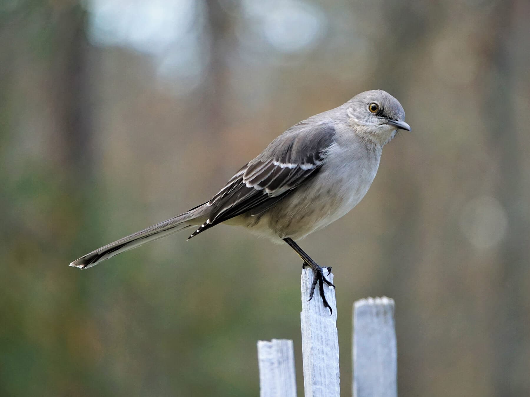 Northern Mockingbird