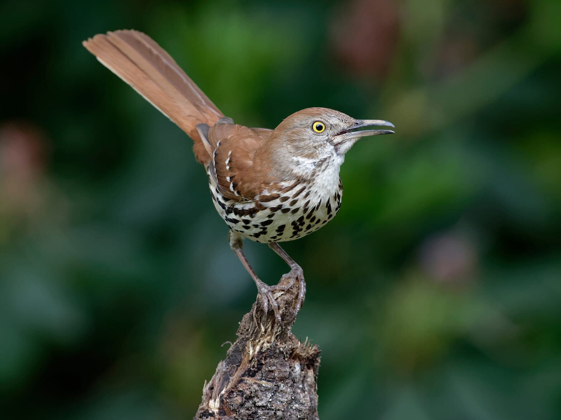 Brown Thrasher