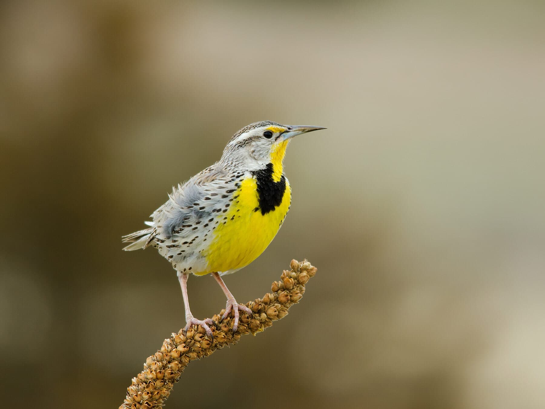 Western Meadowlark