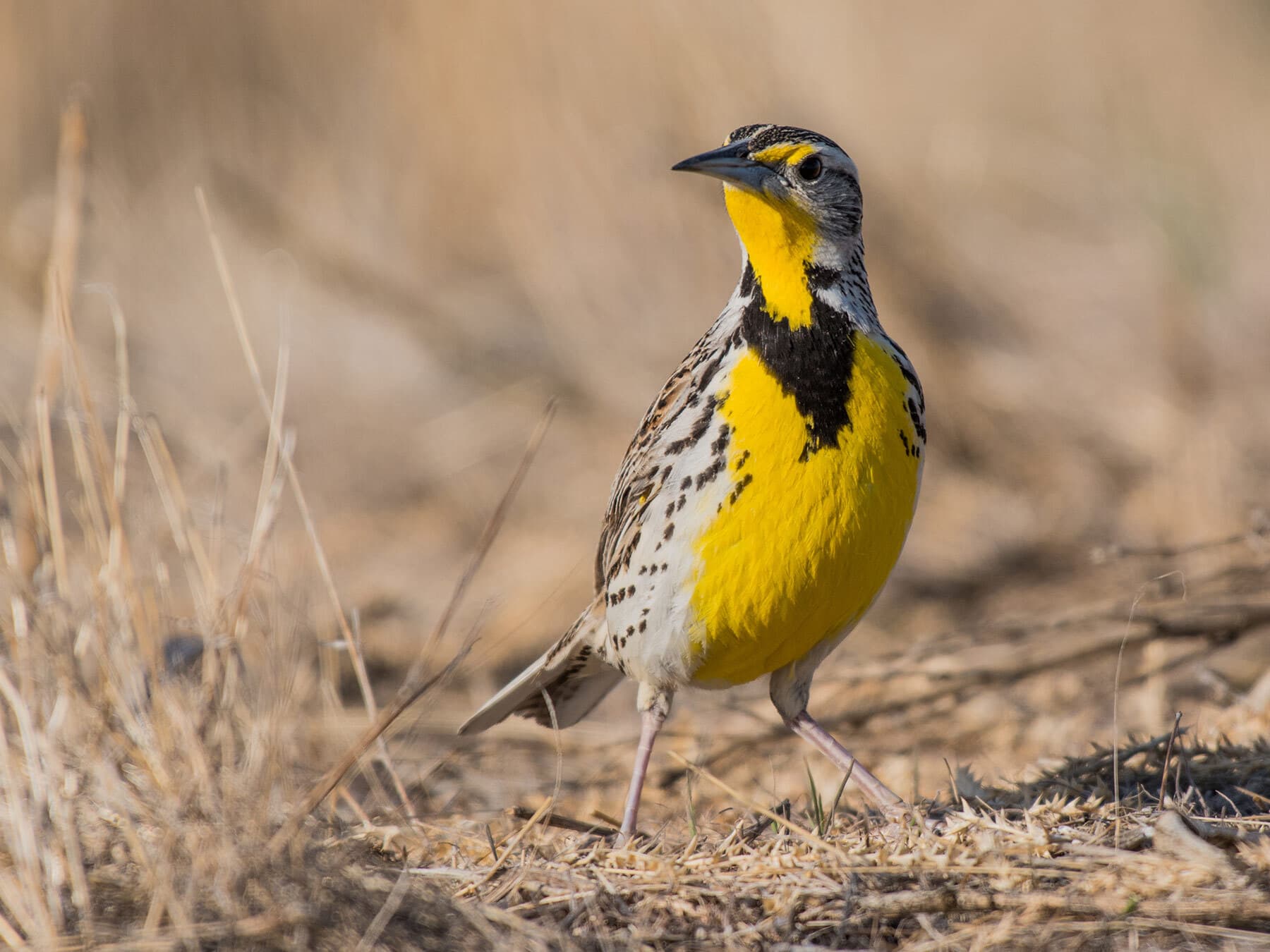 Western Meadowlark