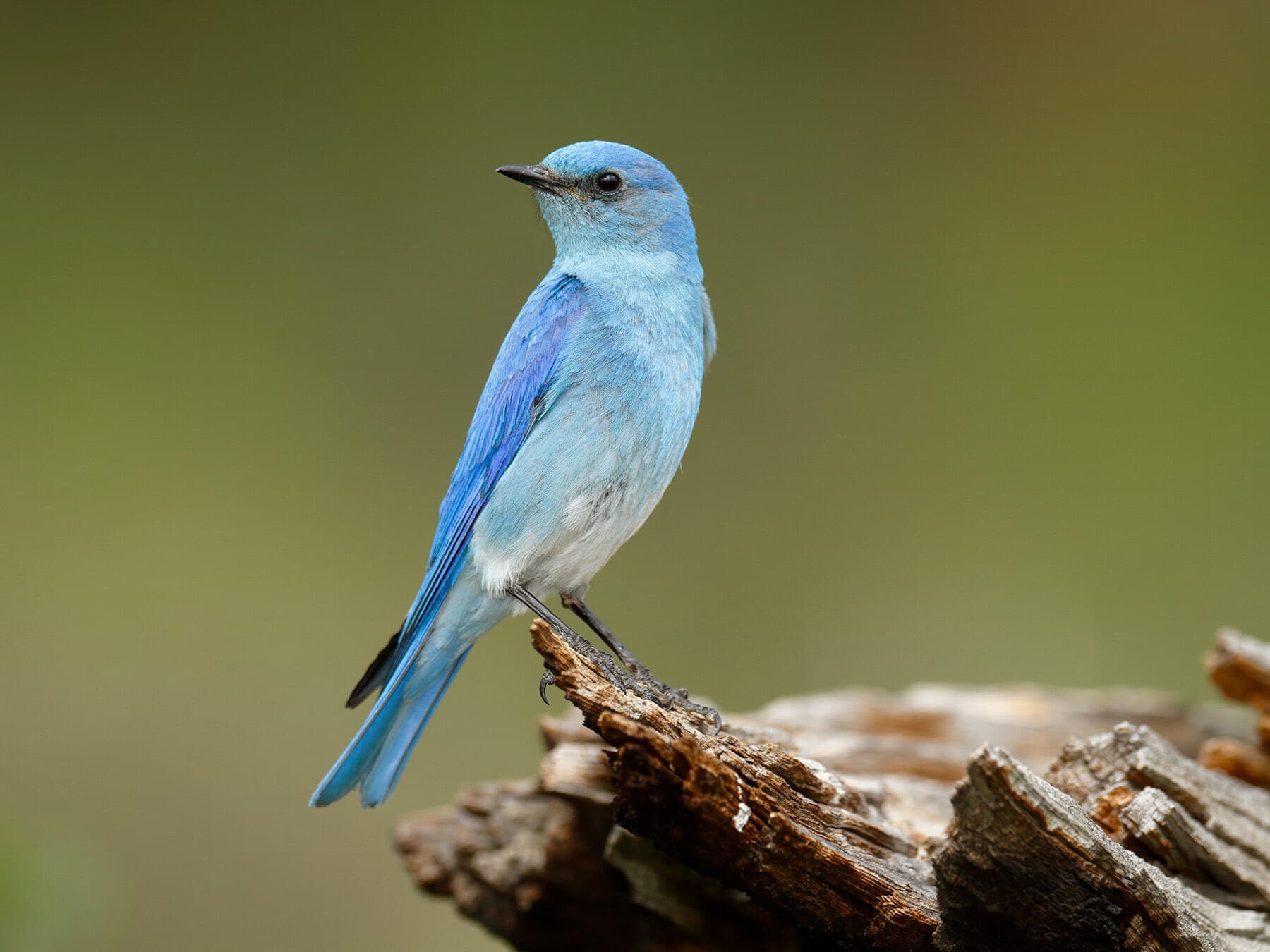 Mountain Bluebird