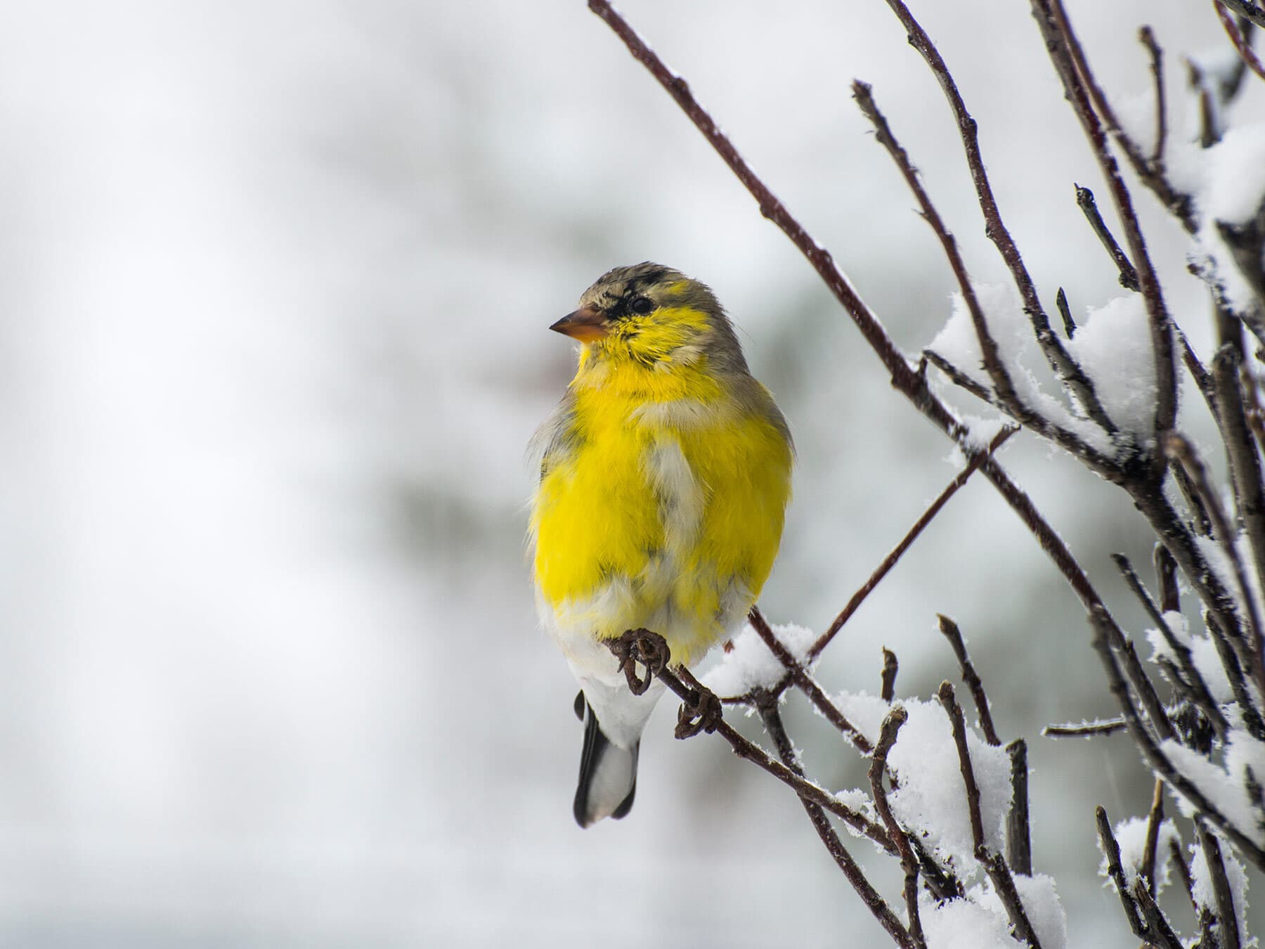 American Goldfinch