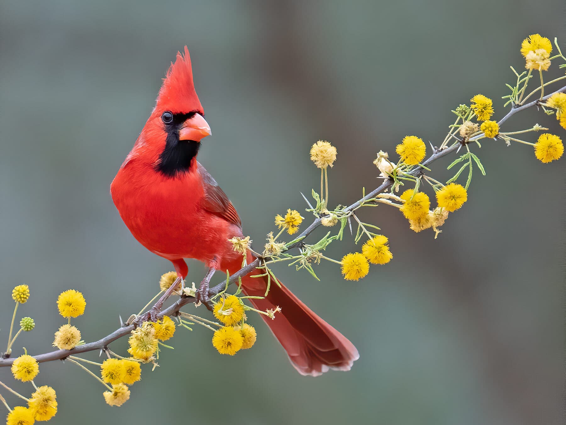 Northern Cardinal
