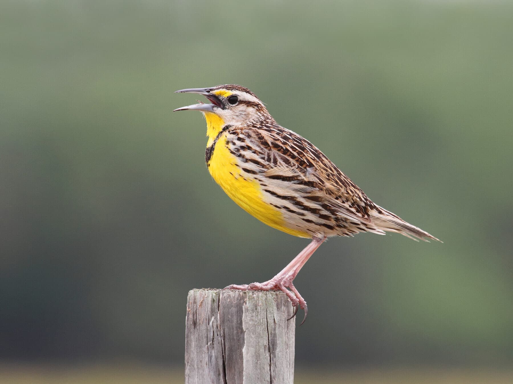 Western Meadowlark
