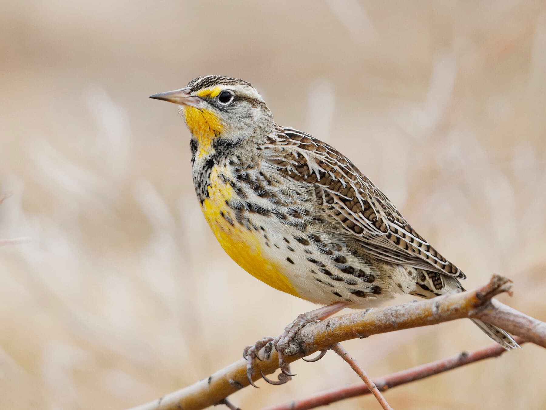 Western Meadowlark