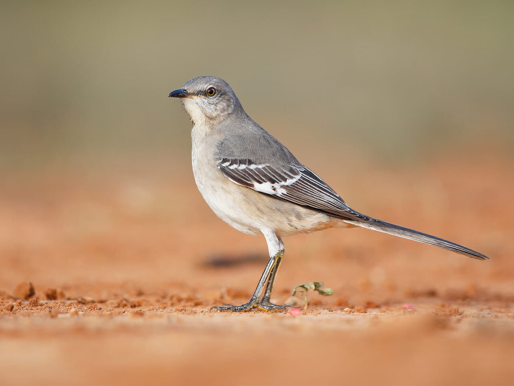 Northern Mockingbird