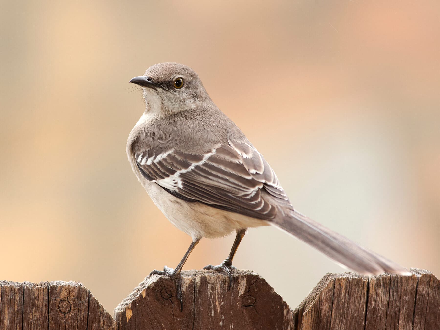 Northern Mockingbird