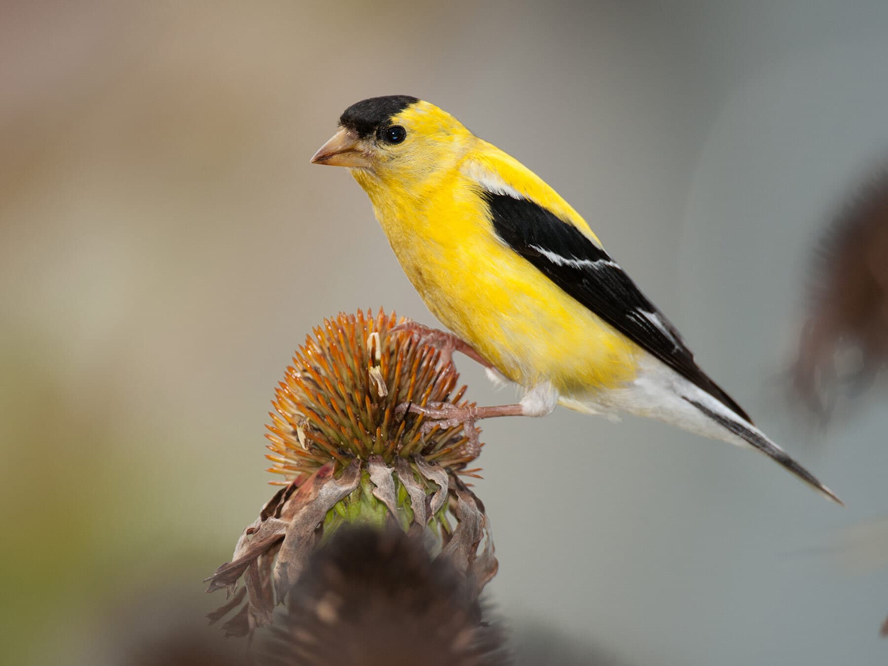 American Goldfinch