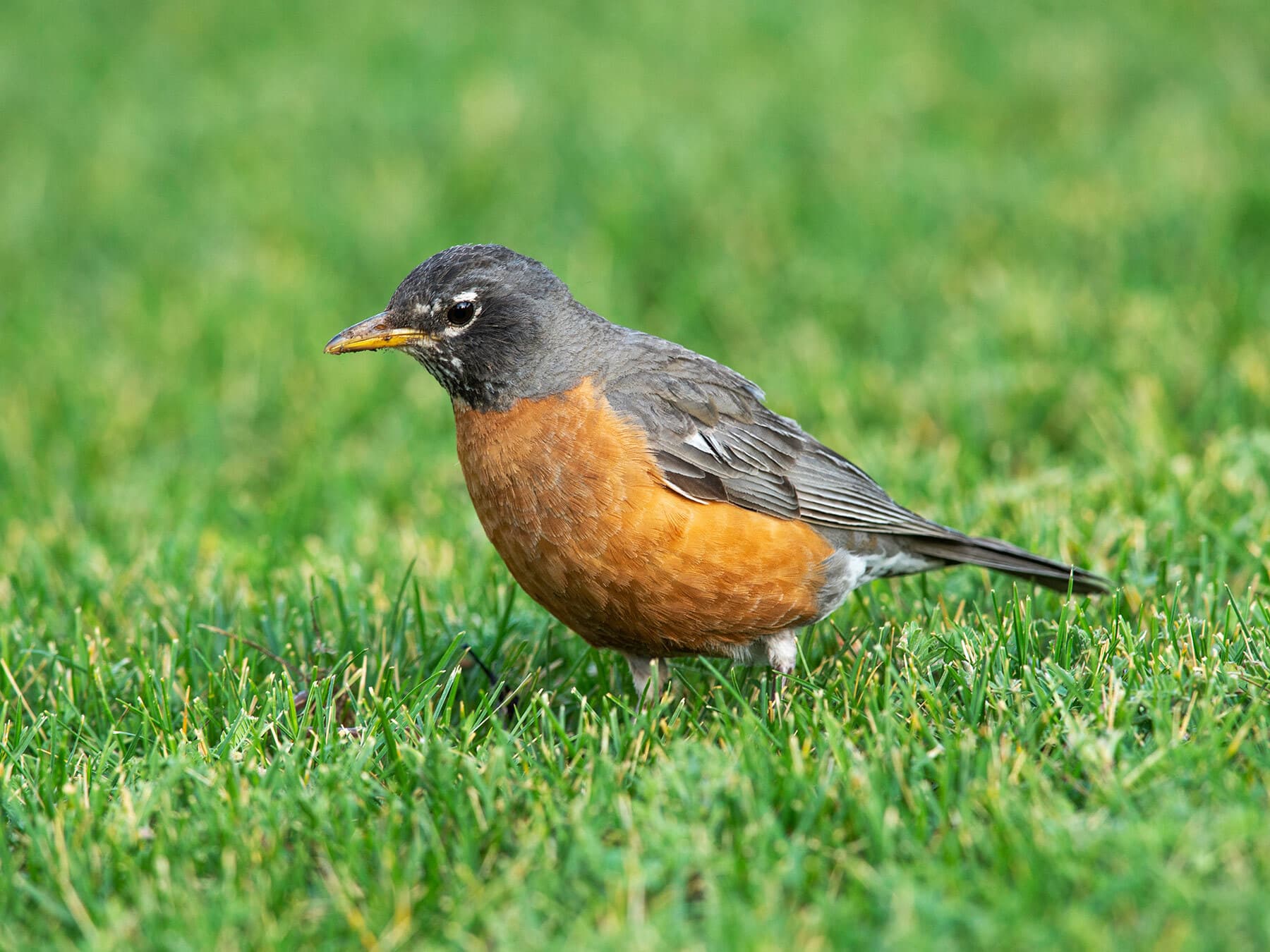 American Robin