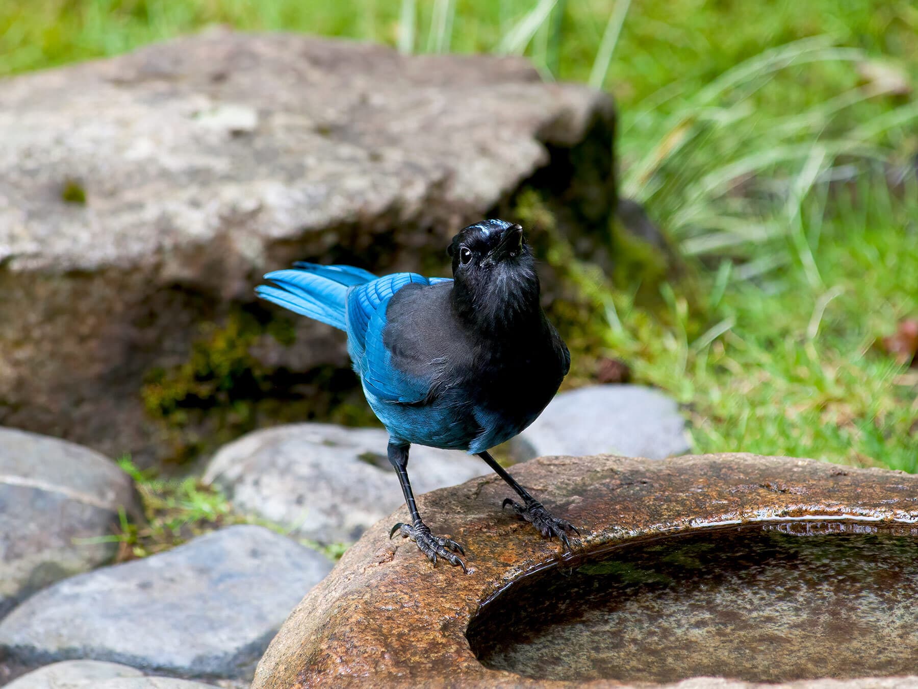 Stellers jay drinking water