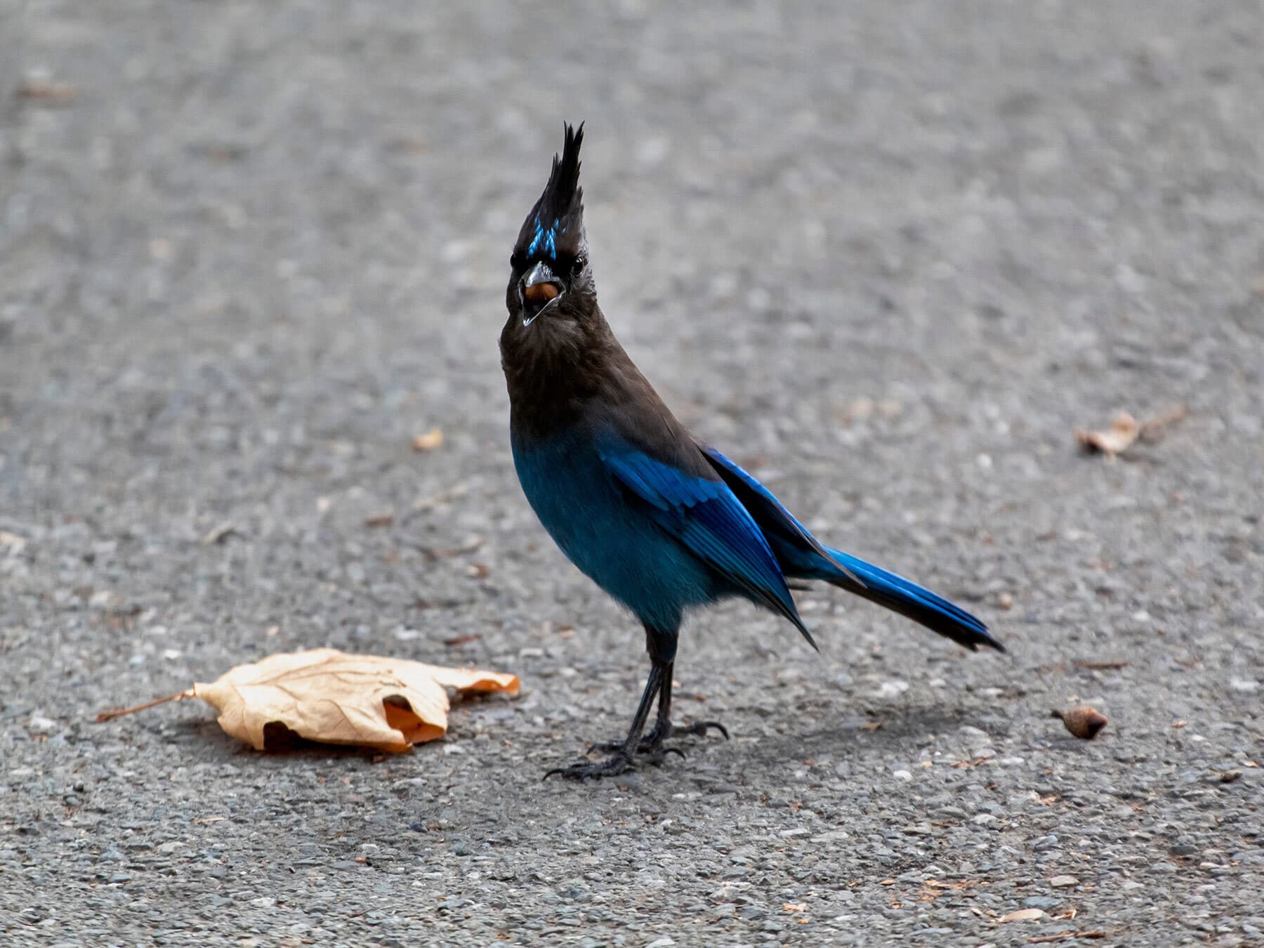 Stellers jay eating acorn 1