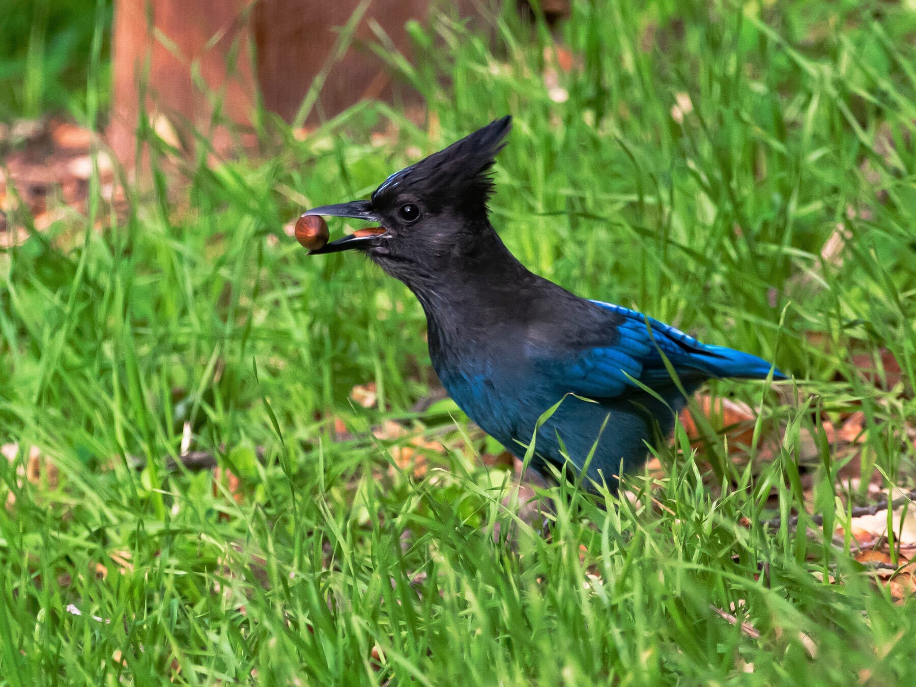 Stellers jay eating acorn