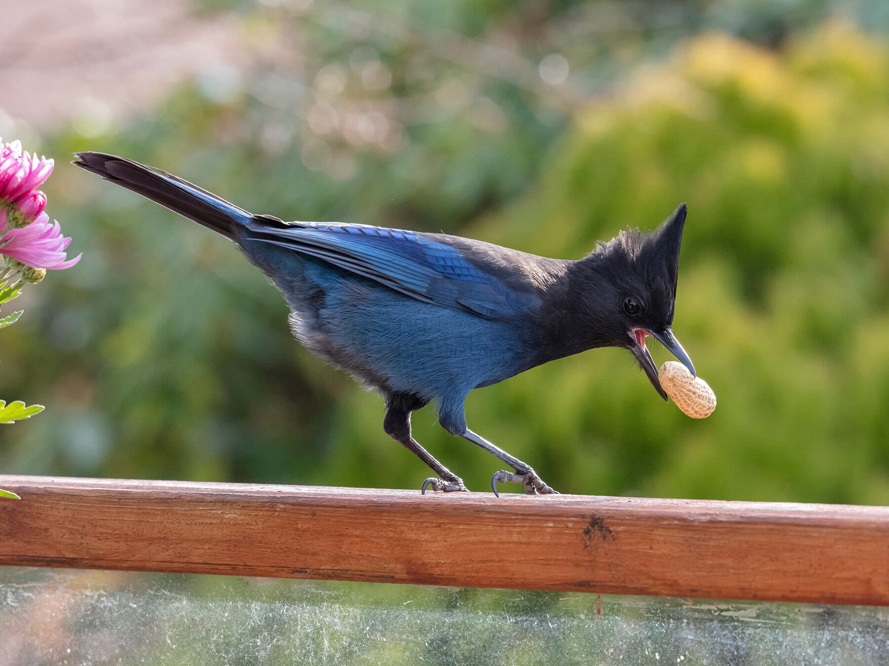 Stellers jay eating peanut