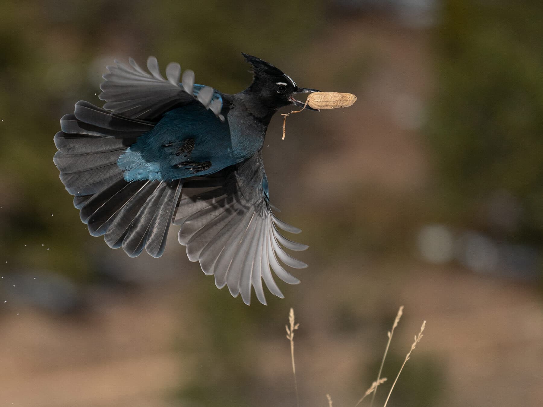 Stellers jay flying with peanut
