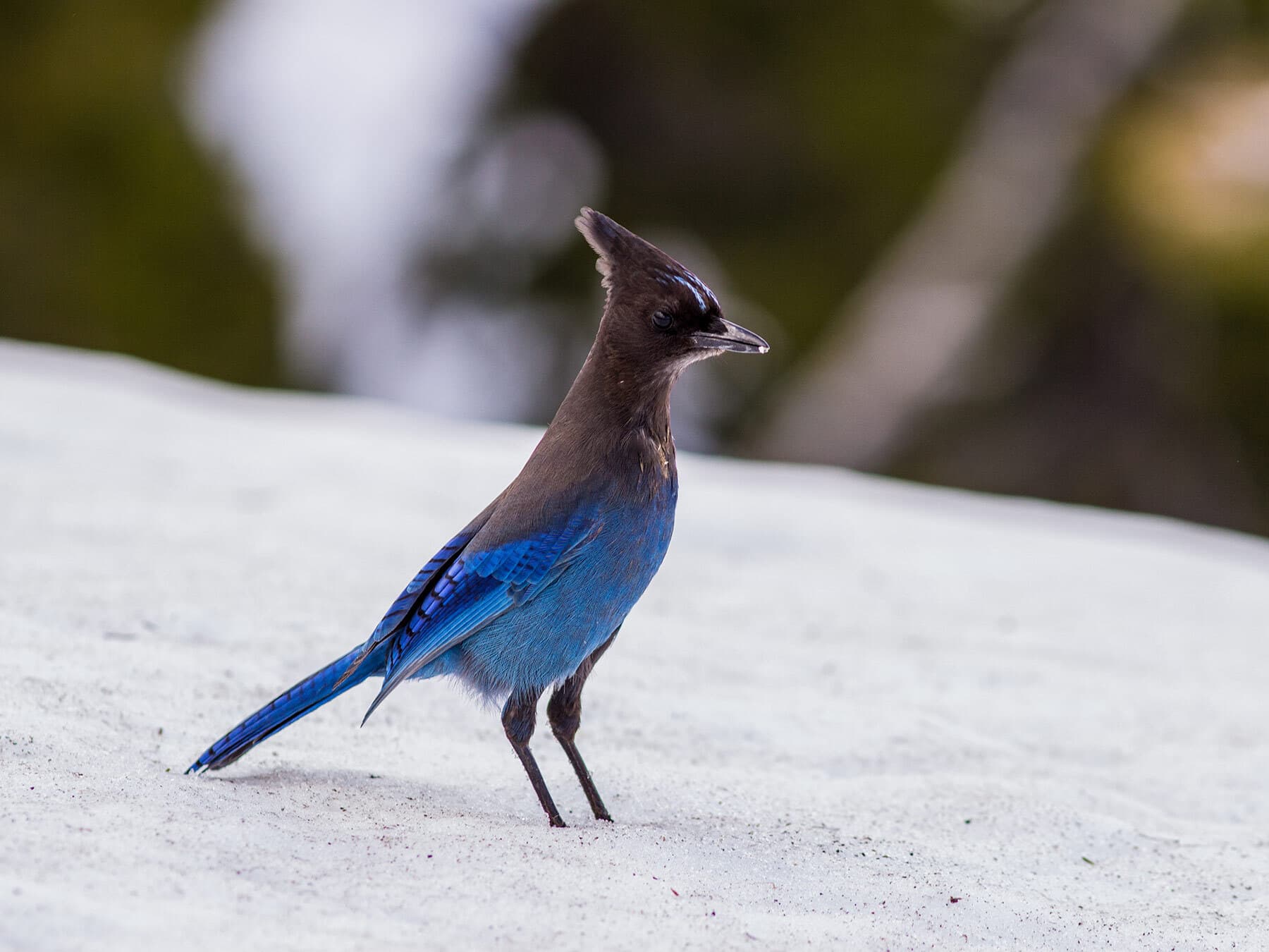 Stellers jay in winter
