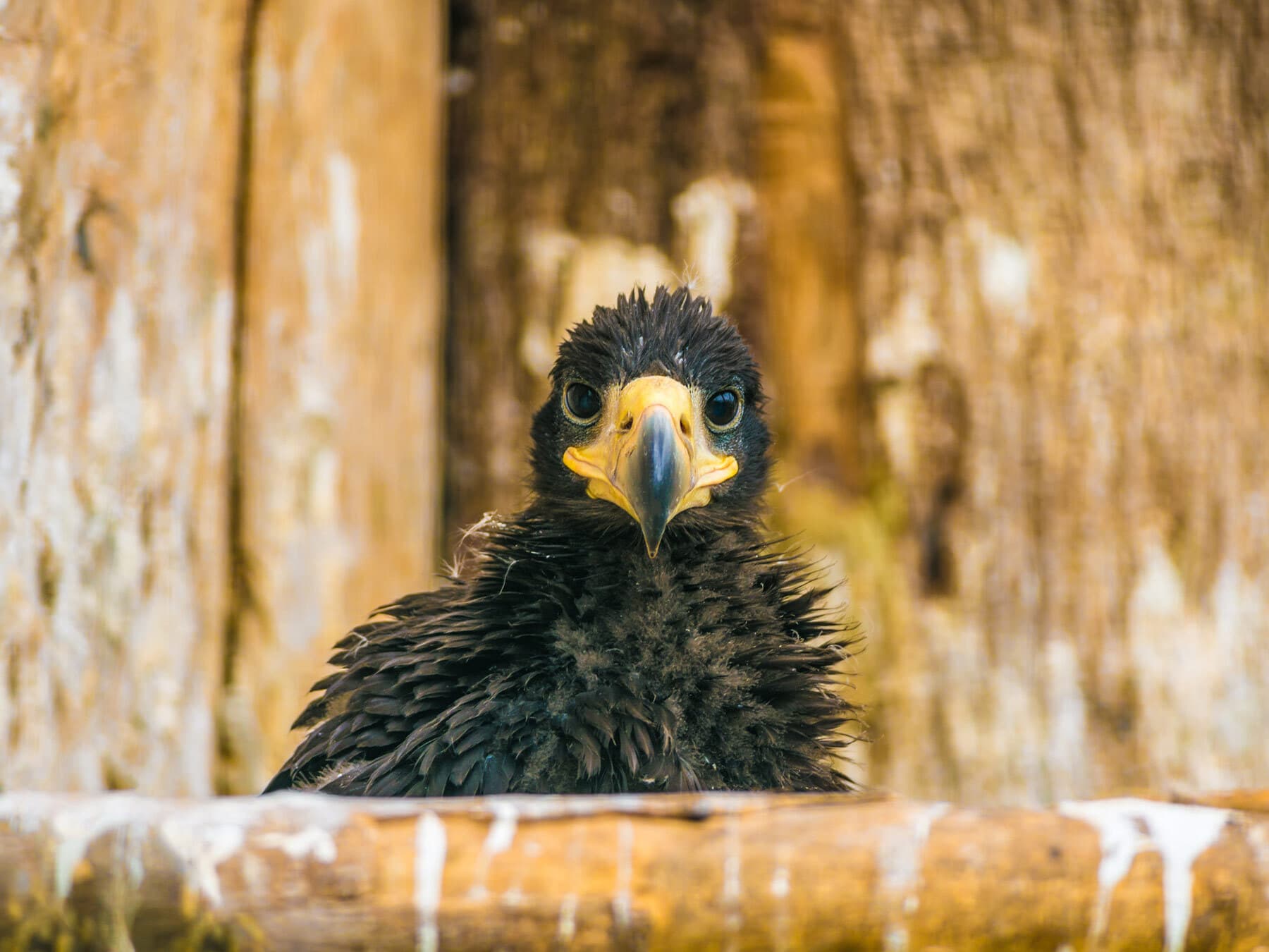 Steller’s Sea-Eagle chick