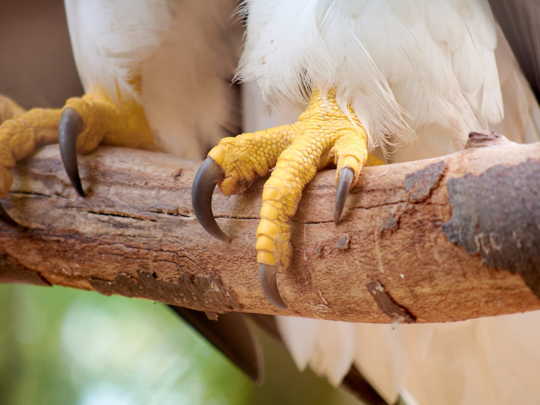 Close up of Steller’s Sea-Eagle talons