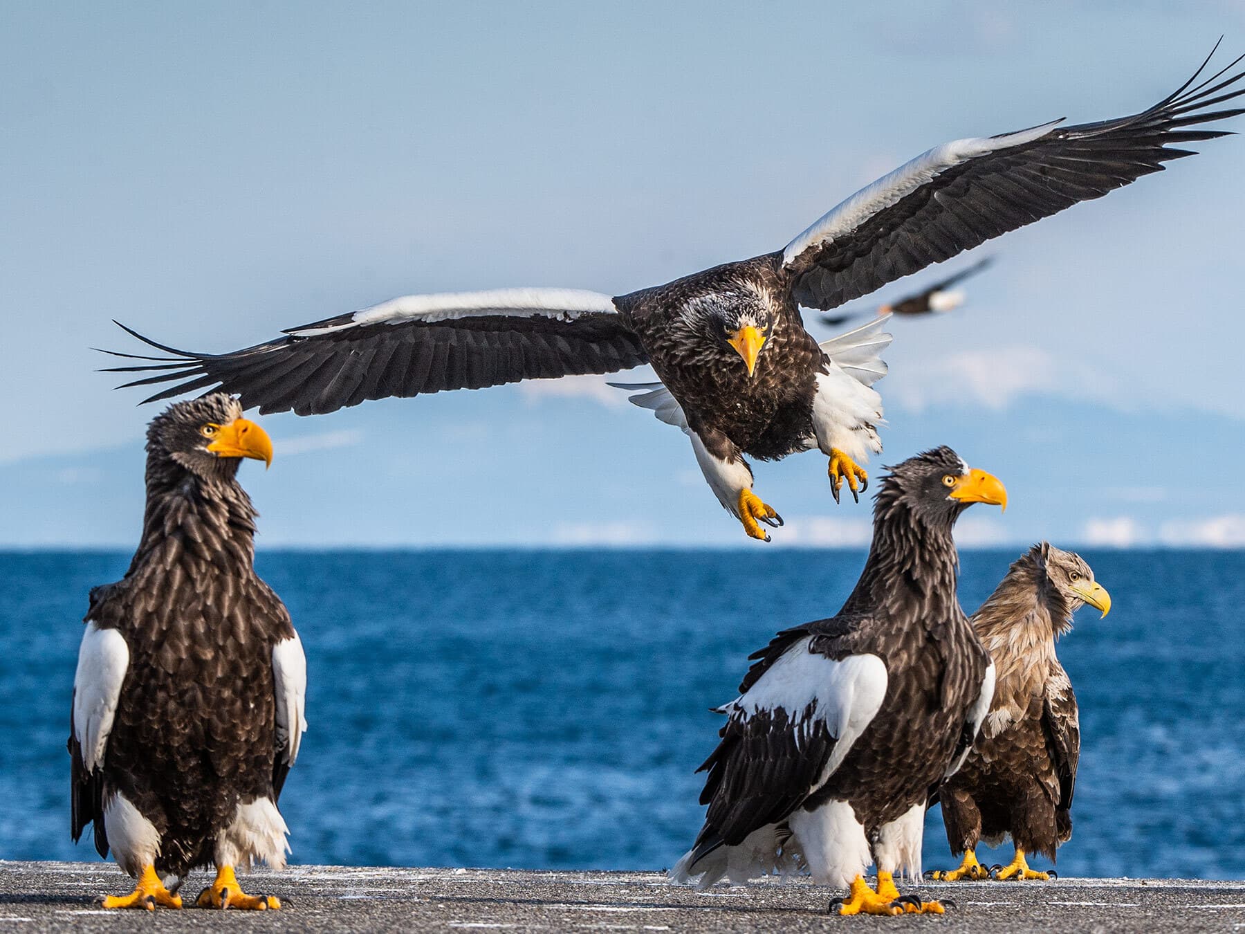 Steller’s Sea-Eagle coming in to land