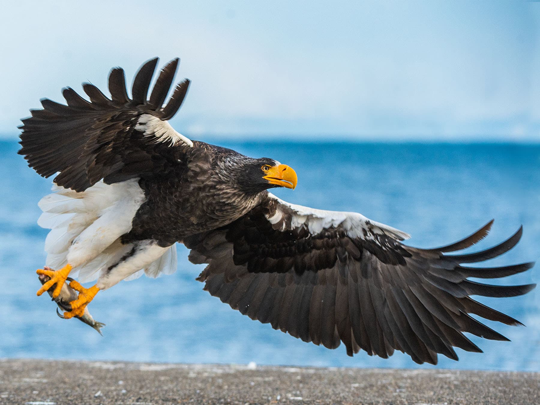 Stellers sea eagle fishing