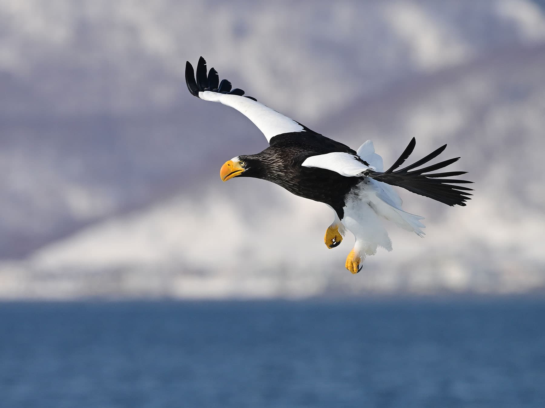 Stellers sea eagle hokkaido