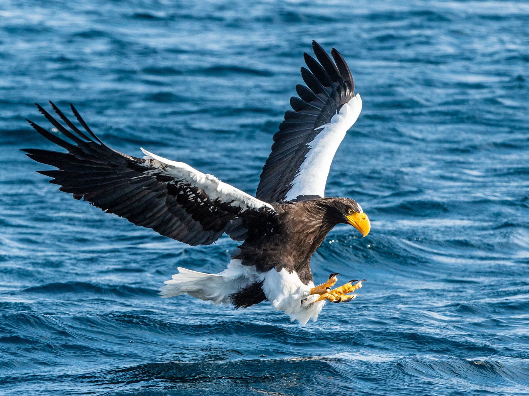 Steller’s Sea-Eagle hunting for fish in the sea