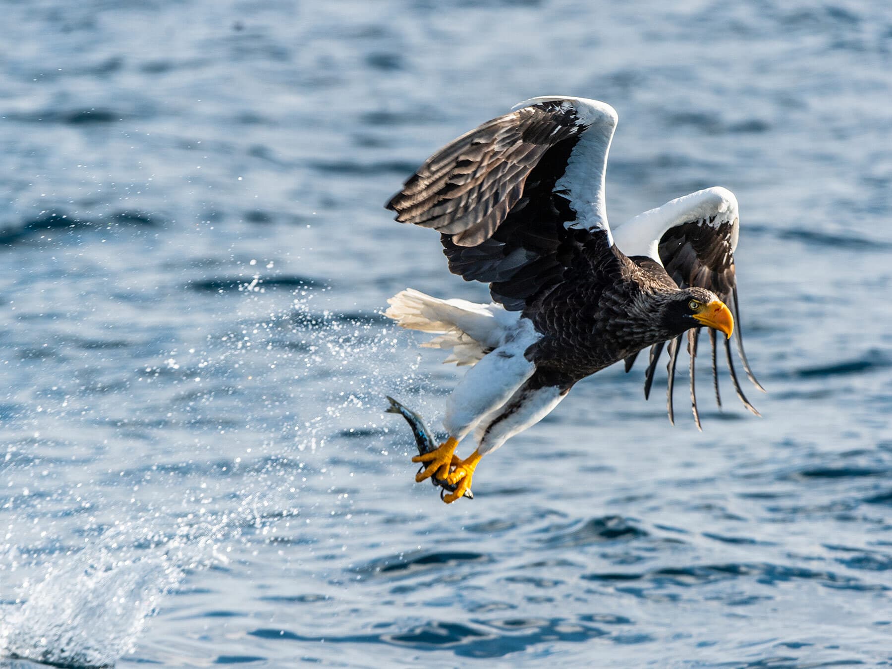 Steller’s Sea-Eagle taking off with caught fish