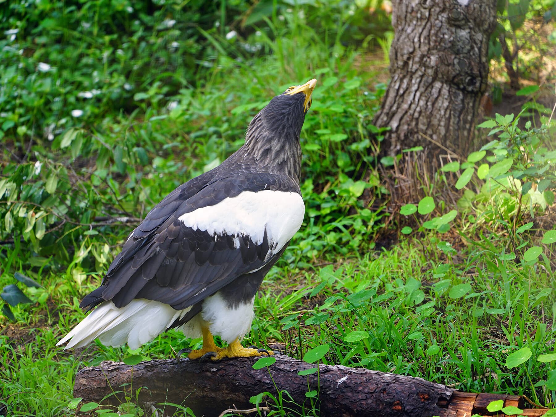 Steller’s Sea-Eagle stood on the ground