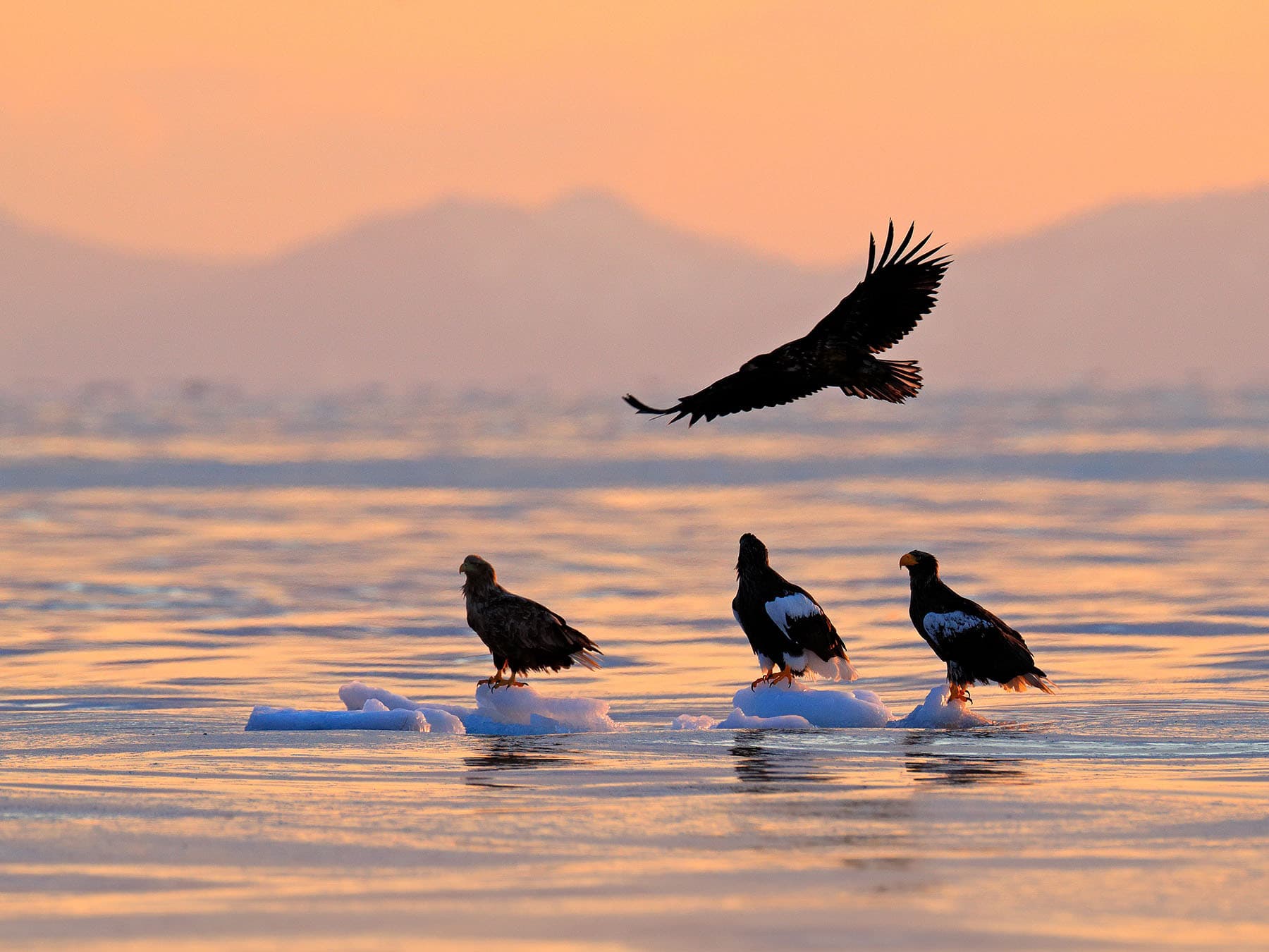 Stellers sea eagles japan