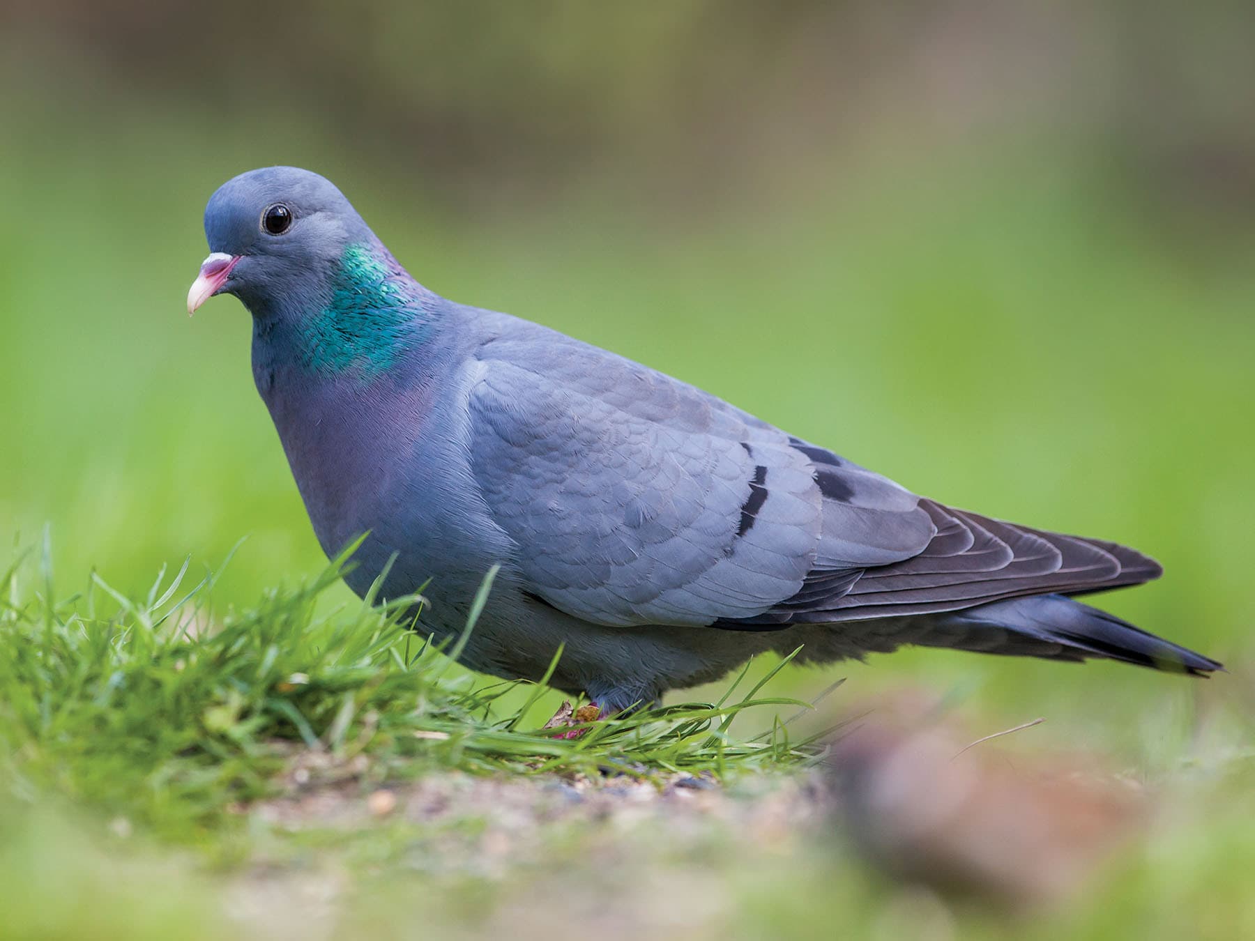 Close up of a Stock Dove