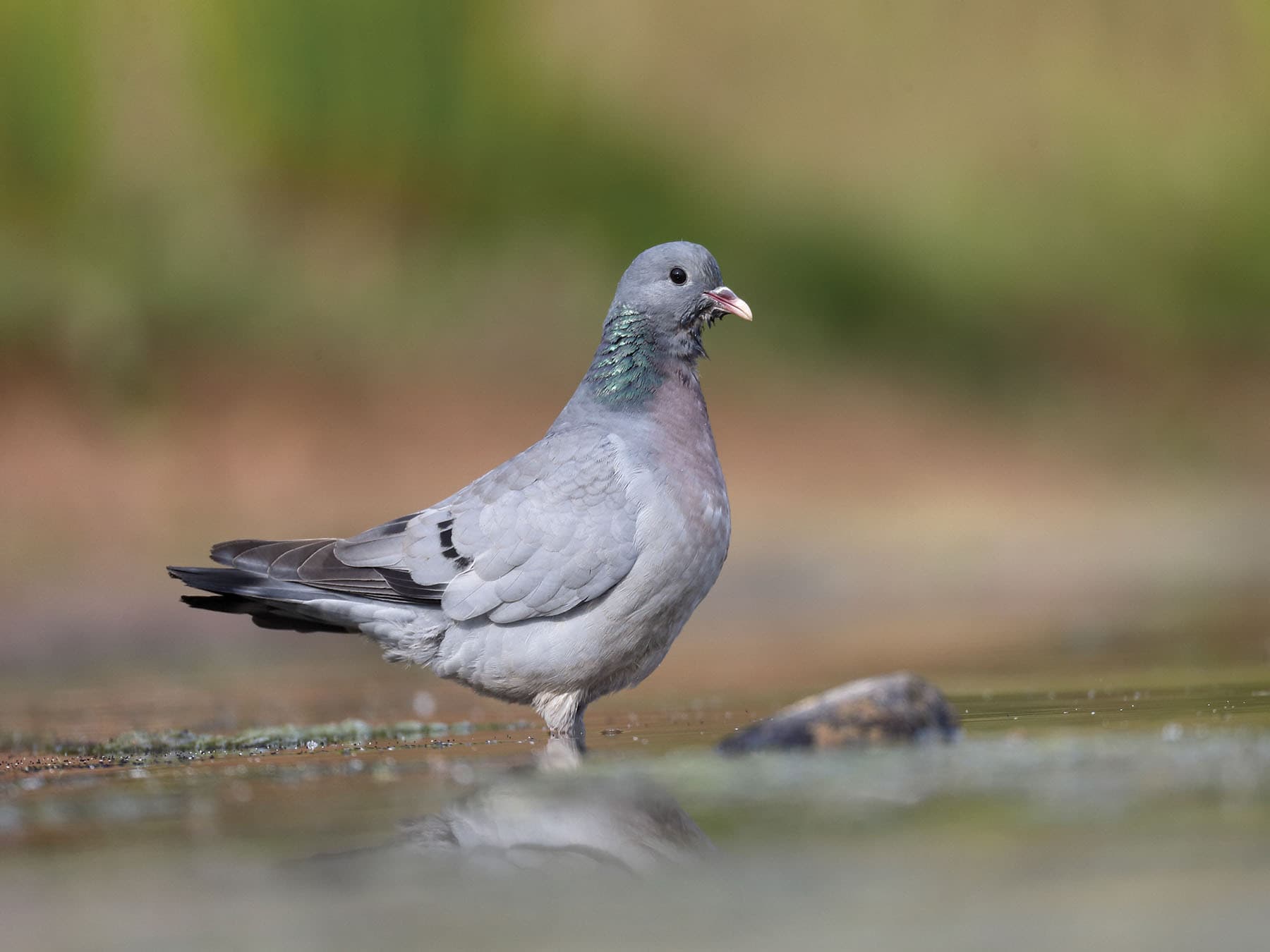 Stock Dove taking a drink of water