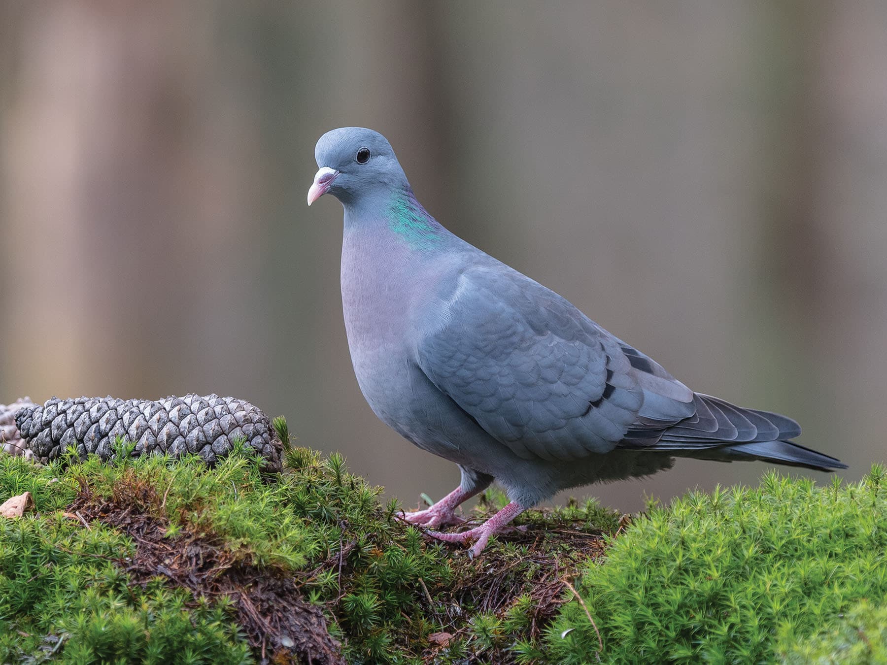 Stock Dove foraging on the ground in the woods