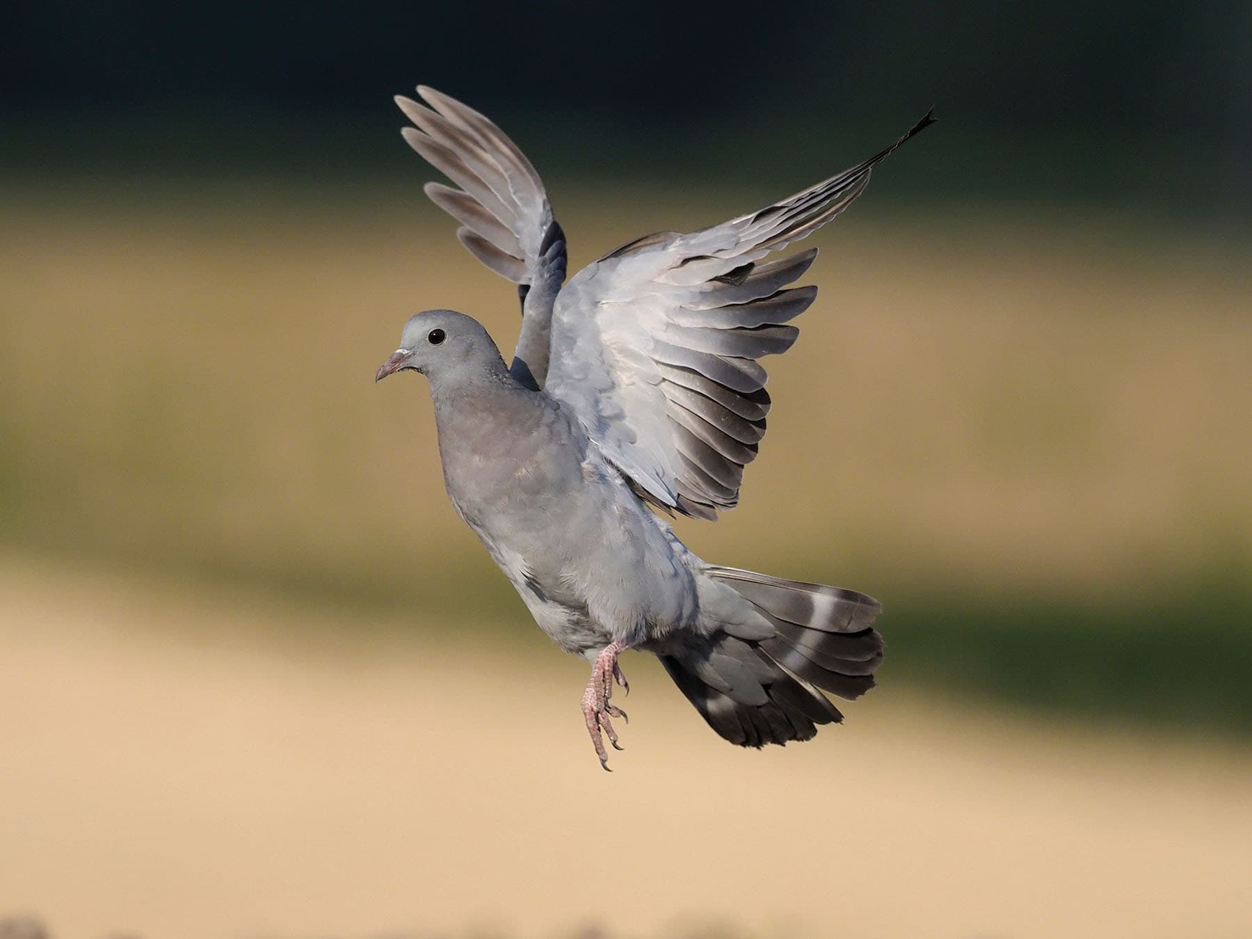 Stock Dove juvenile in flight