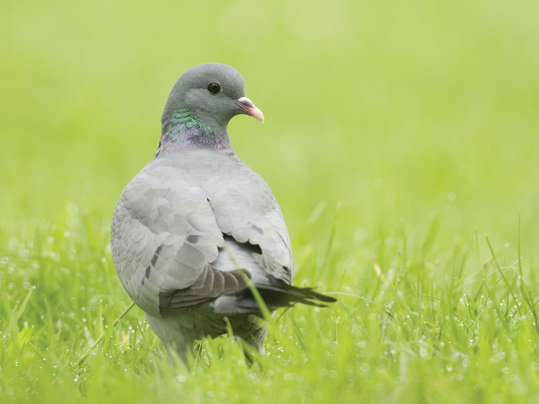 Stock Dove foraging on the lawn, pictured from behind