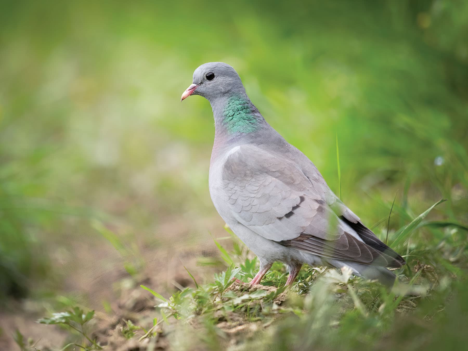 Stock Doves are similar in size to feral pigeons, but less plump than woodpigeons