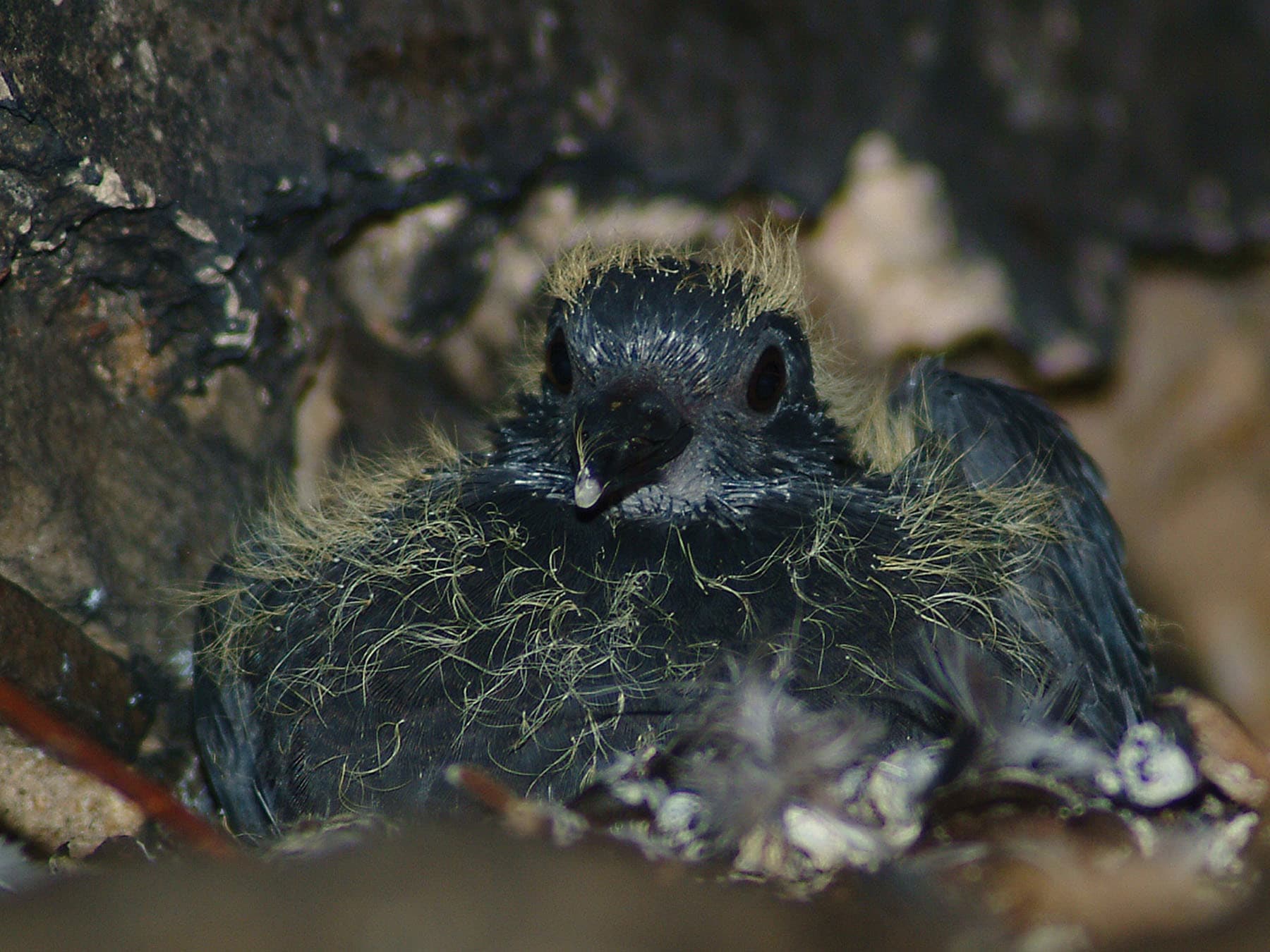 A young Stock Dove squab, or chick