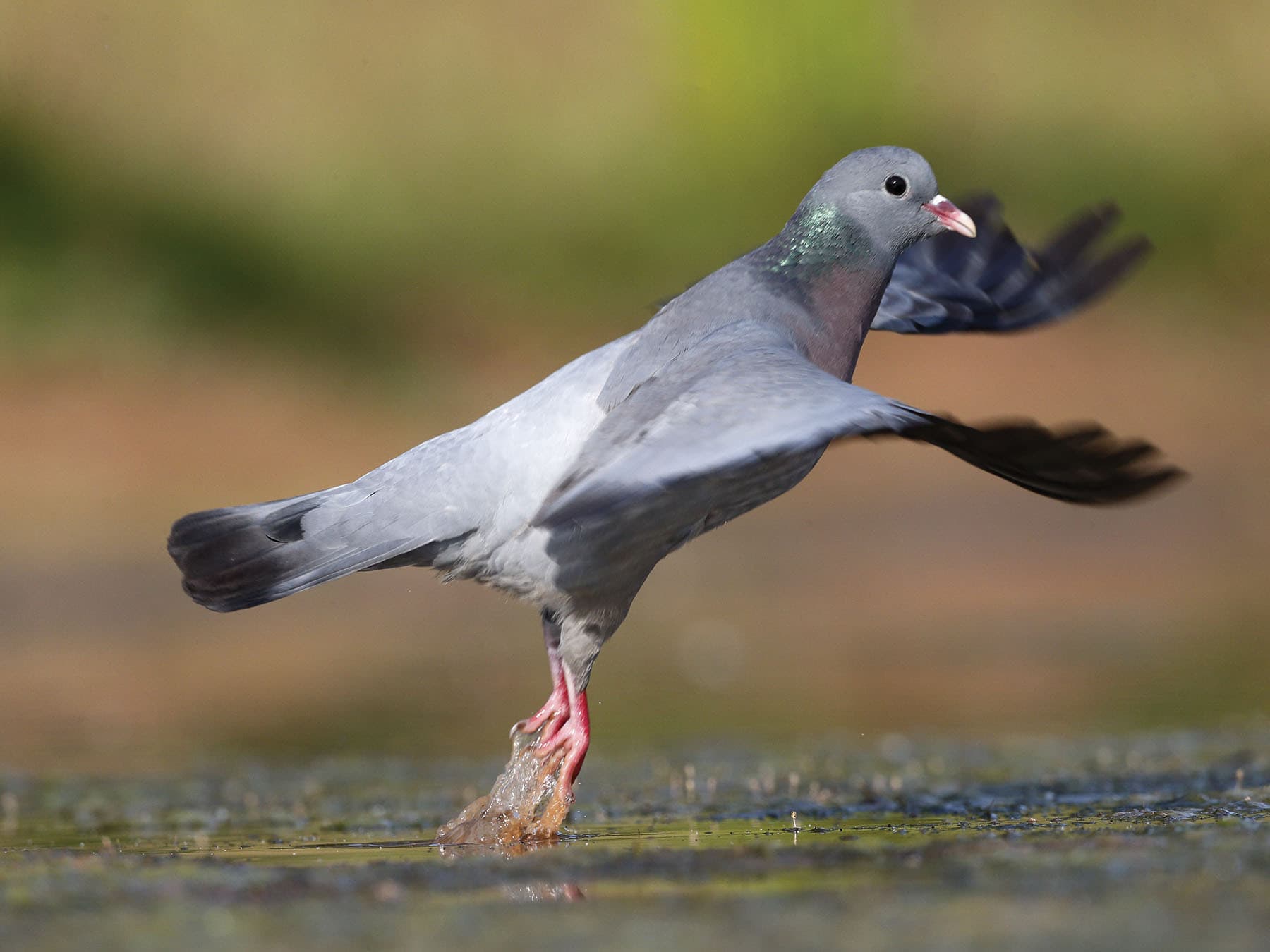 Stock Dove taking off for flight from the water