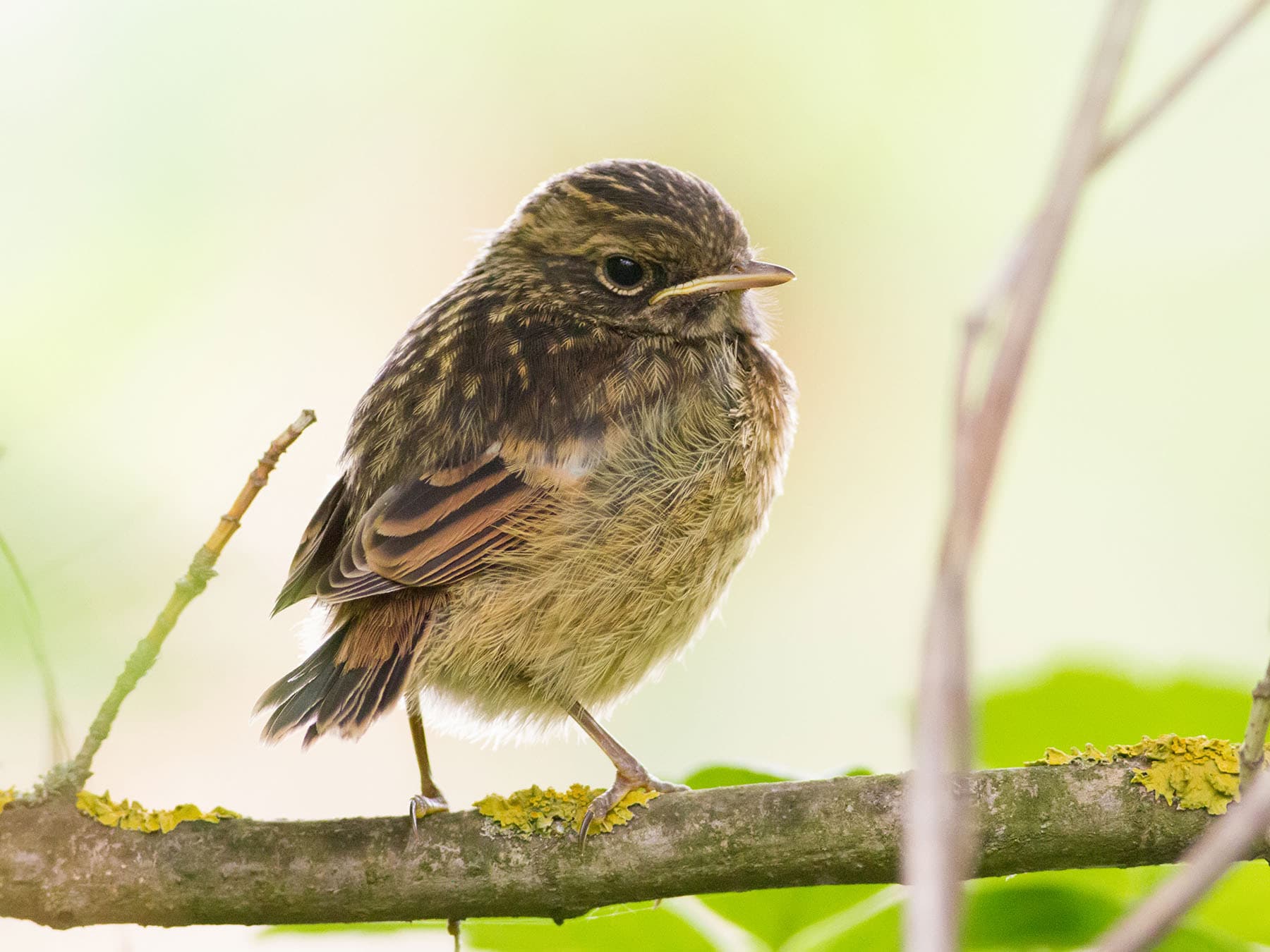 Close up of a recently fledged Stonechat chick, waiting to be fed by parents