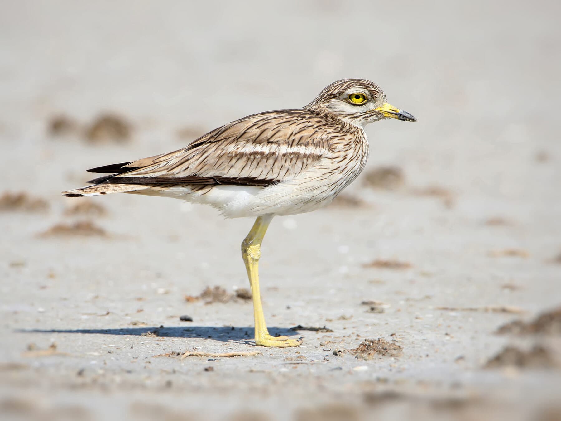 Close up of a Stone Curlew