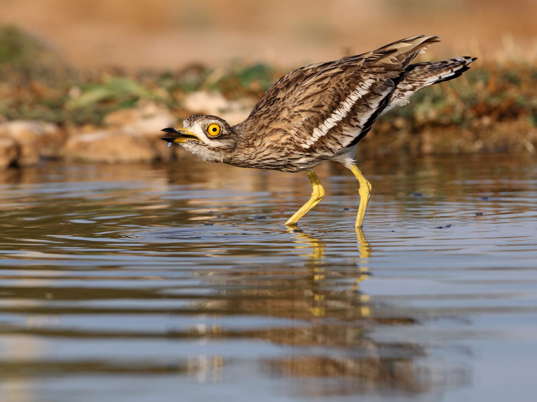 A stone curlew taking a drink of water