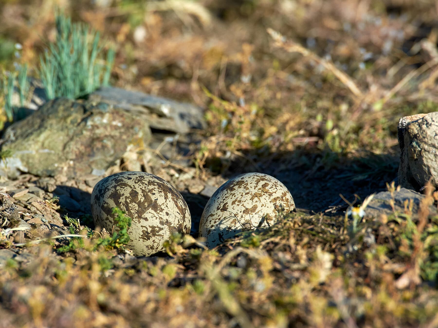 Close up of stone curlew eggs in the nest