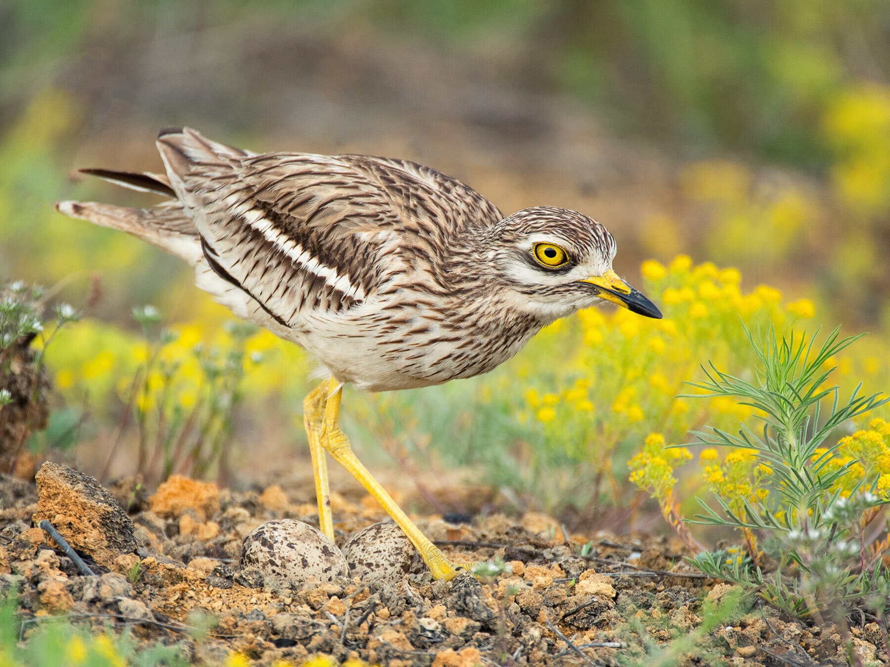 Eurasian Stone Curlew foraging for prey