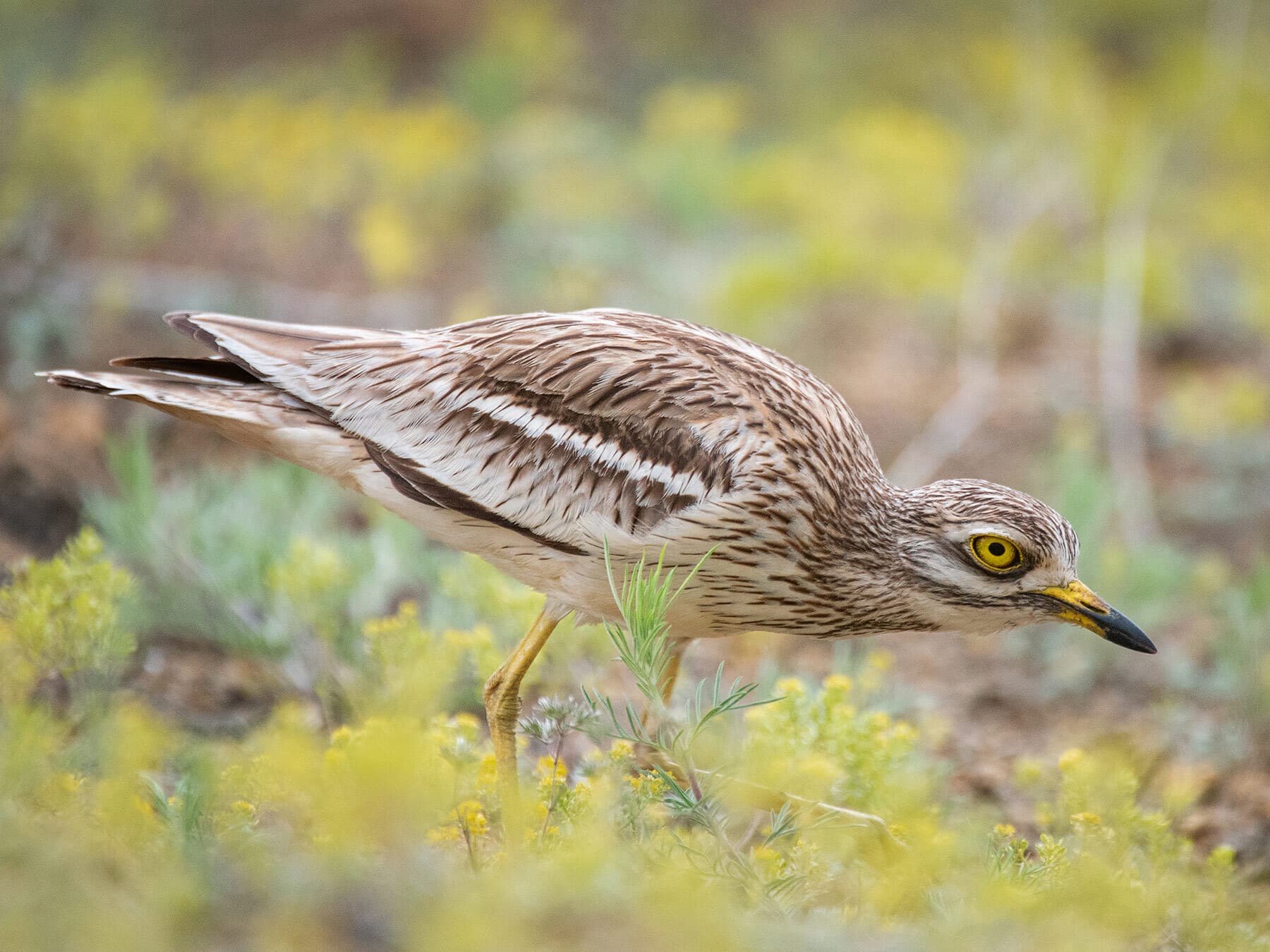 Stone Curlew in its natural habitat