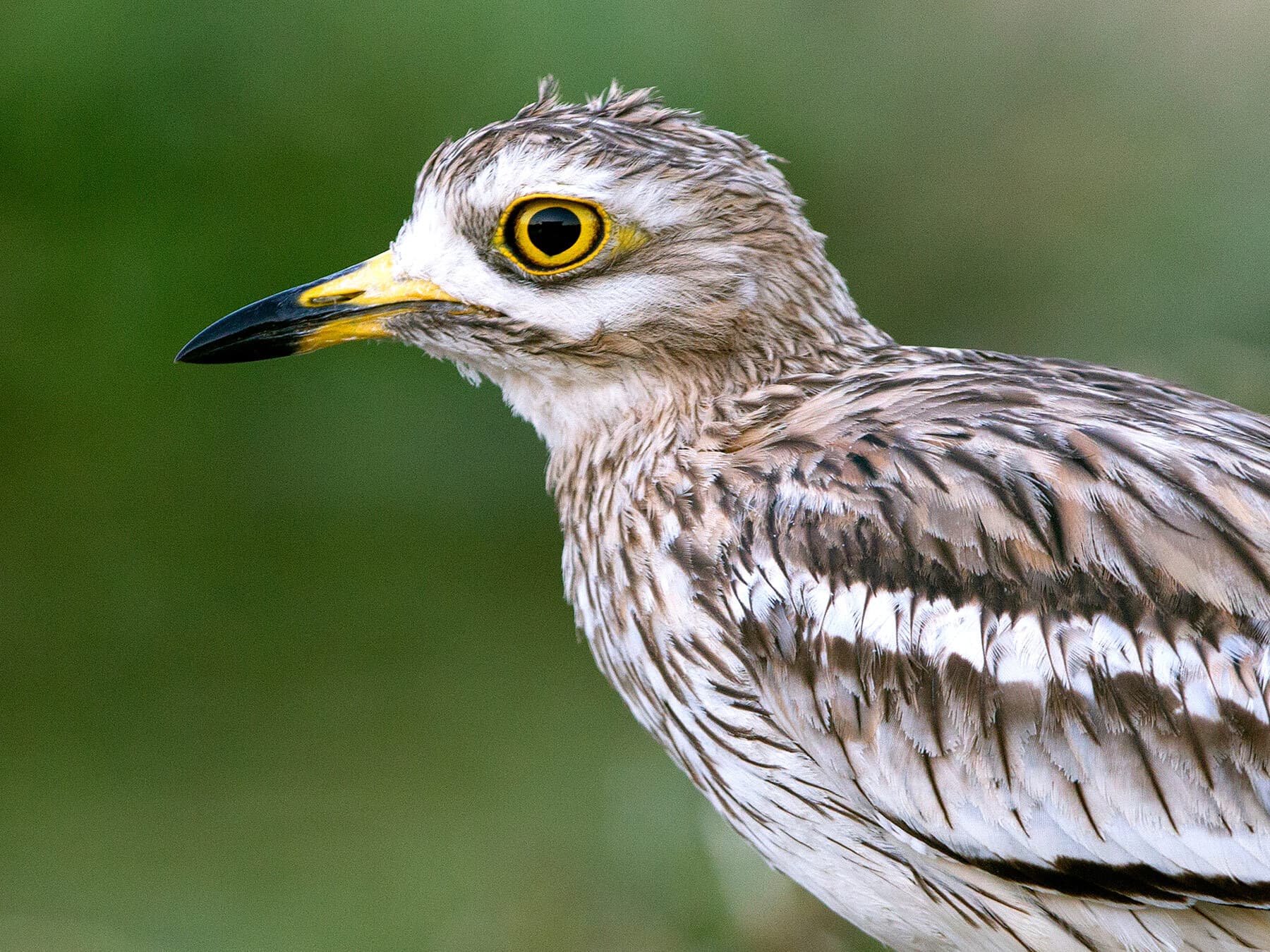 Close up portrait of a Stone Curlew