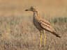 Eurasian Stone-curlew