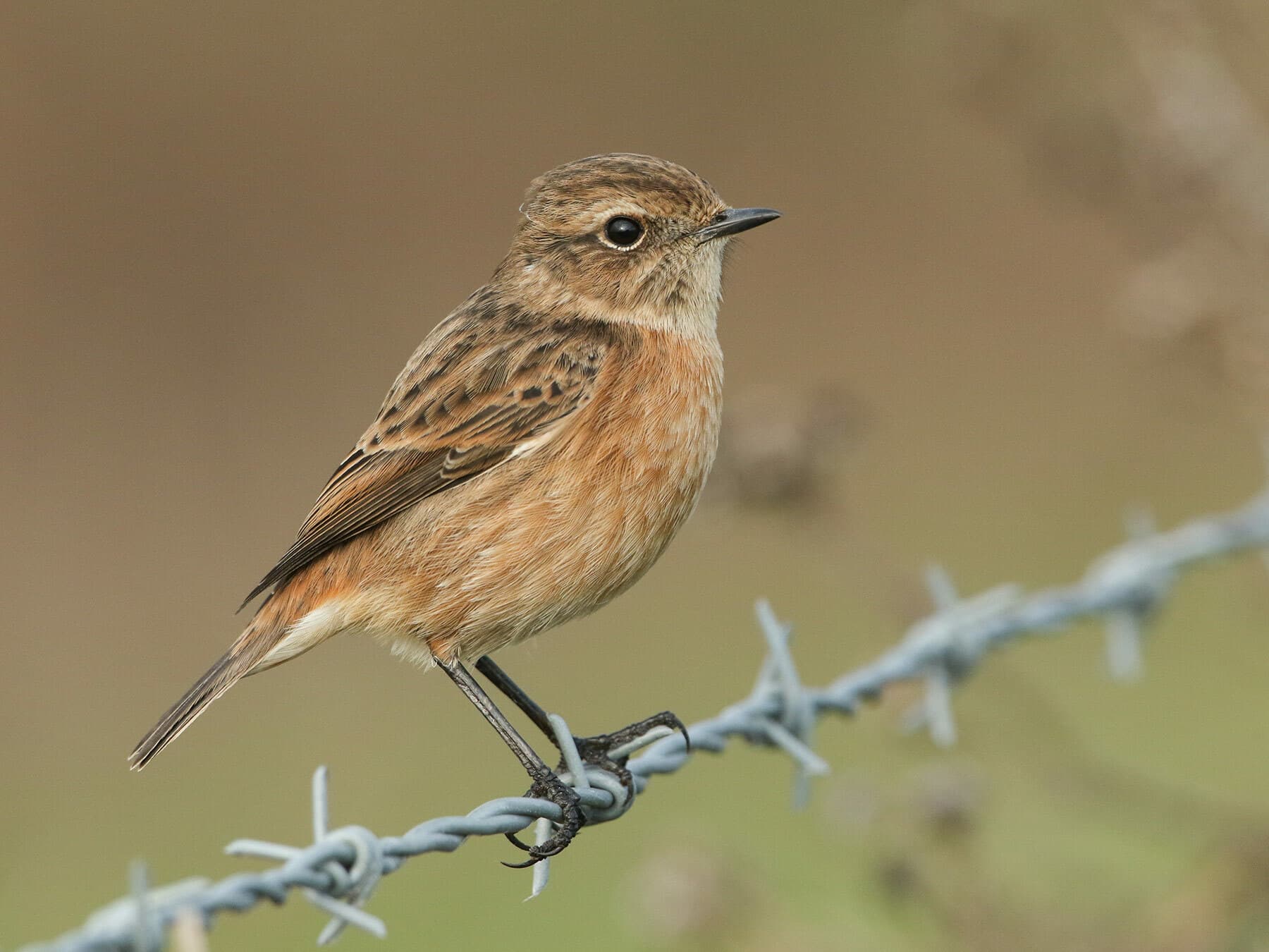 Female Stonechat perched on a fence