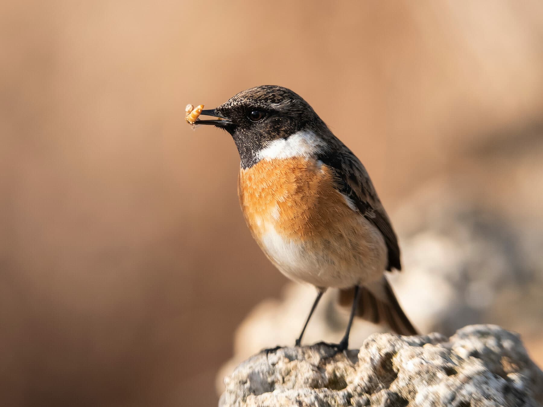 Close up of a male Stonechat with a mealworm in his beak