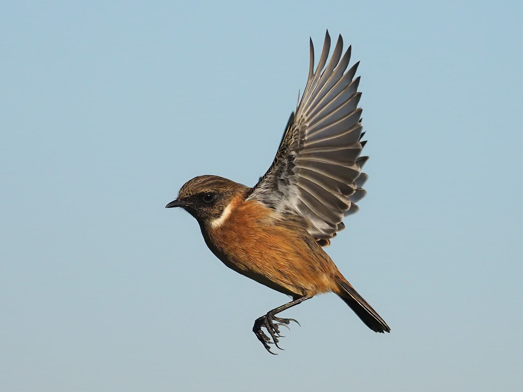 Stonechat in flight