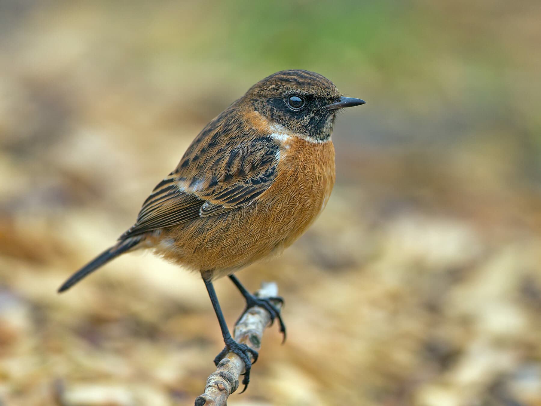 Four to five years is an average lifespan for Stonechats in the wild