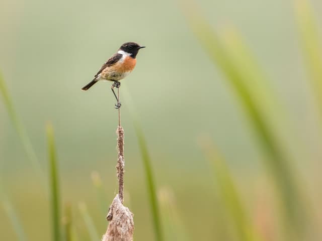 Stonechat | Birdfact